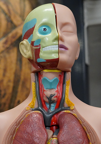 Anatomical figure