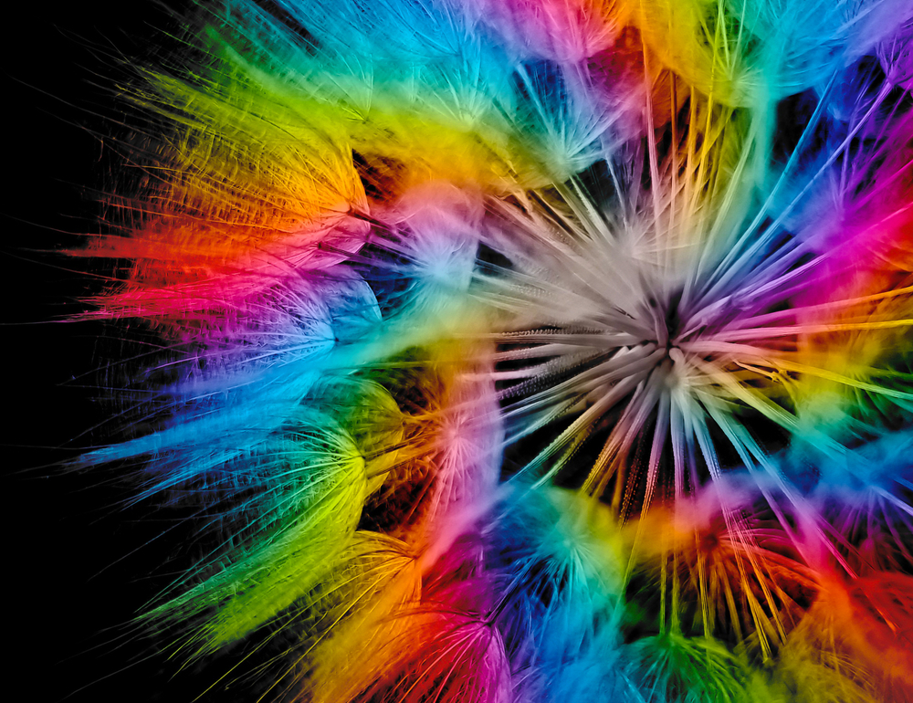 Close up image of a colourful dandelion on black background