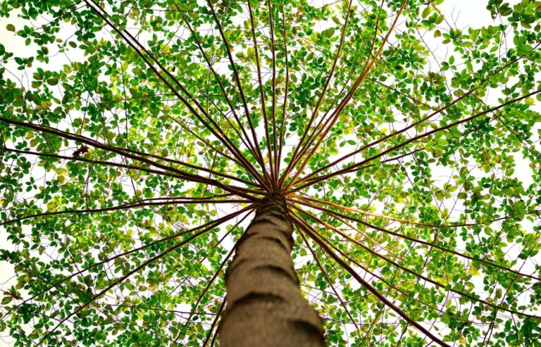 An image of a tree