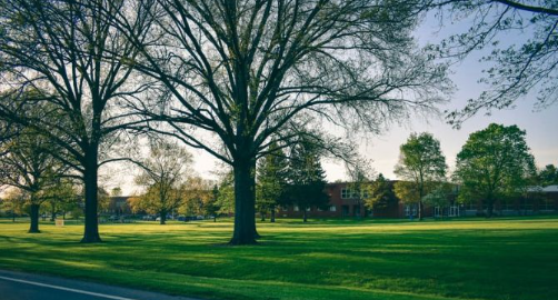 Trees in a school field