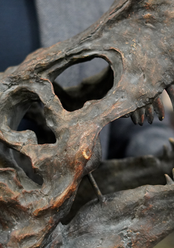 Dinosaur fossil